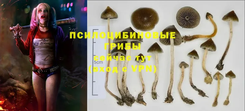 Псилоцибиновые грибы MAGIC MUSHROOMS  Благодарный 